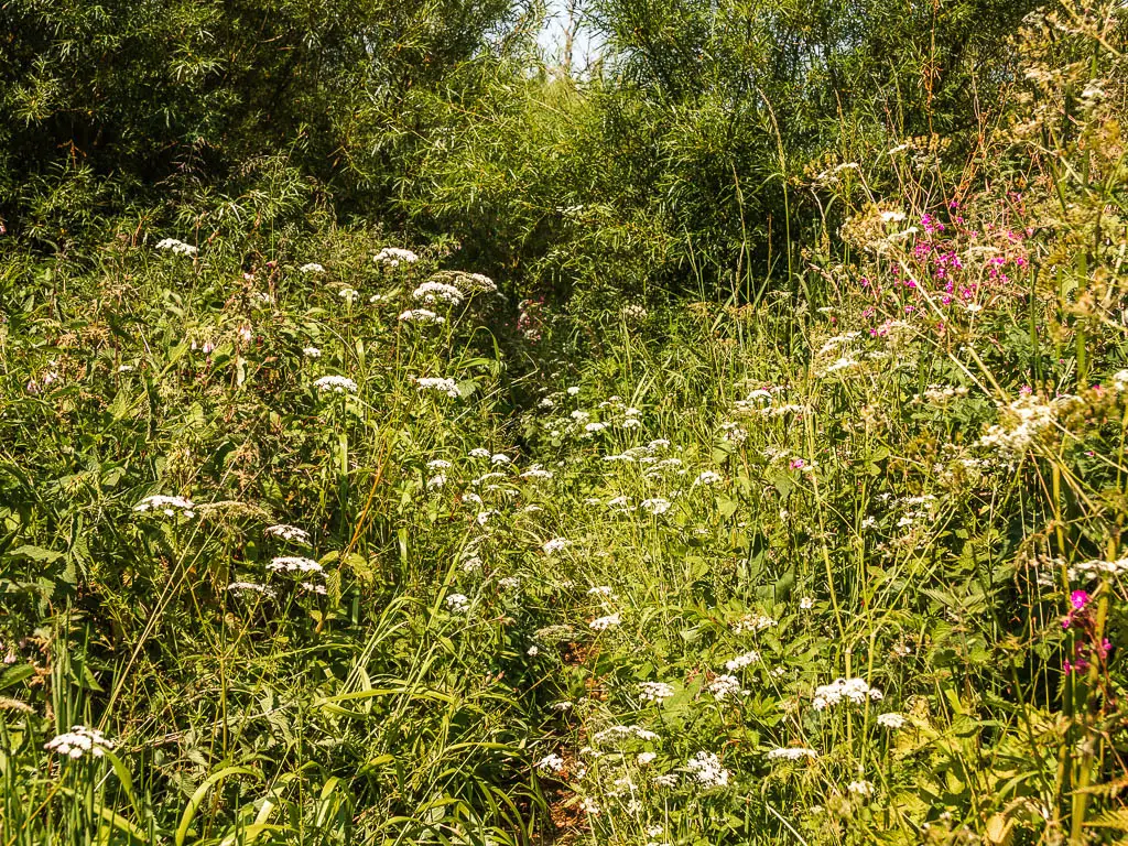 A barely visible trail through the mass of green tall overgrown grass and plants, with white and pink flowers.