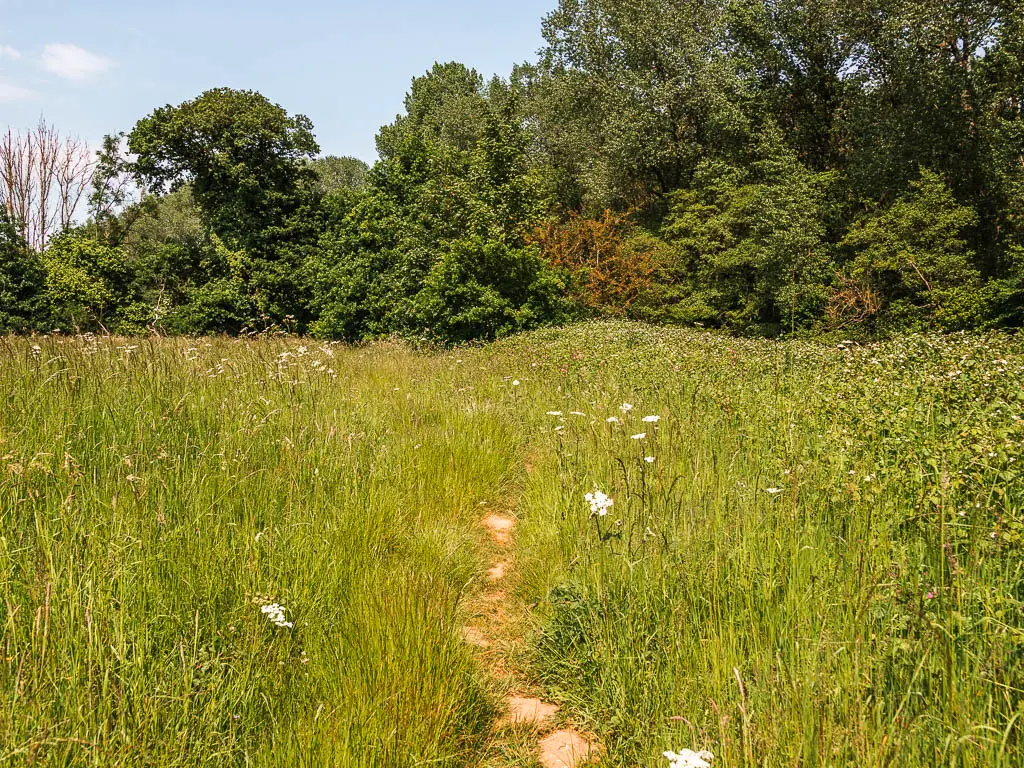 A dirt trail through the tall grass, with woodland trees ahead. 