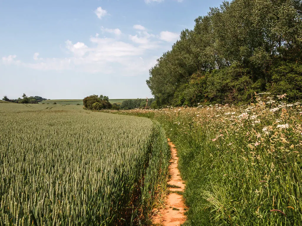 A thin dirt trail along the left side of a green crop field., on the walk back towards Kirkham Priory.