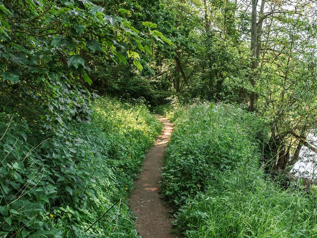 A dirt trail lined with green leafy plants, grass and bushes.