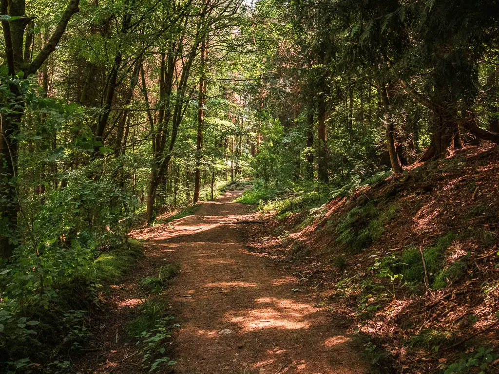 A dirt path through the woods. It's dark, with rays of light shining through.