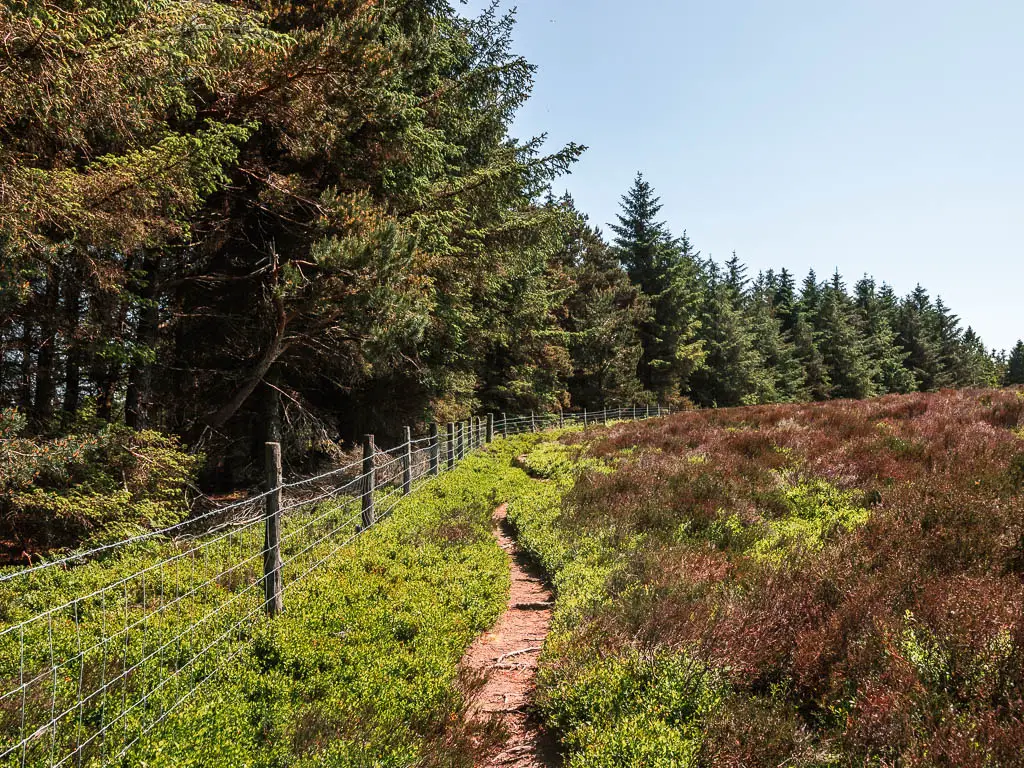 A narrow trail through the edge of the moor, on the circular walk around the Langsett Reservoir. There is a wire fence on the left, with woodland trees on the other side.