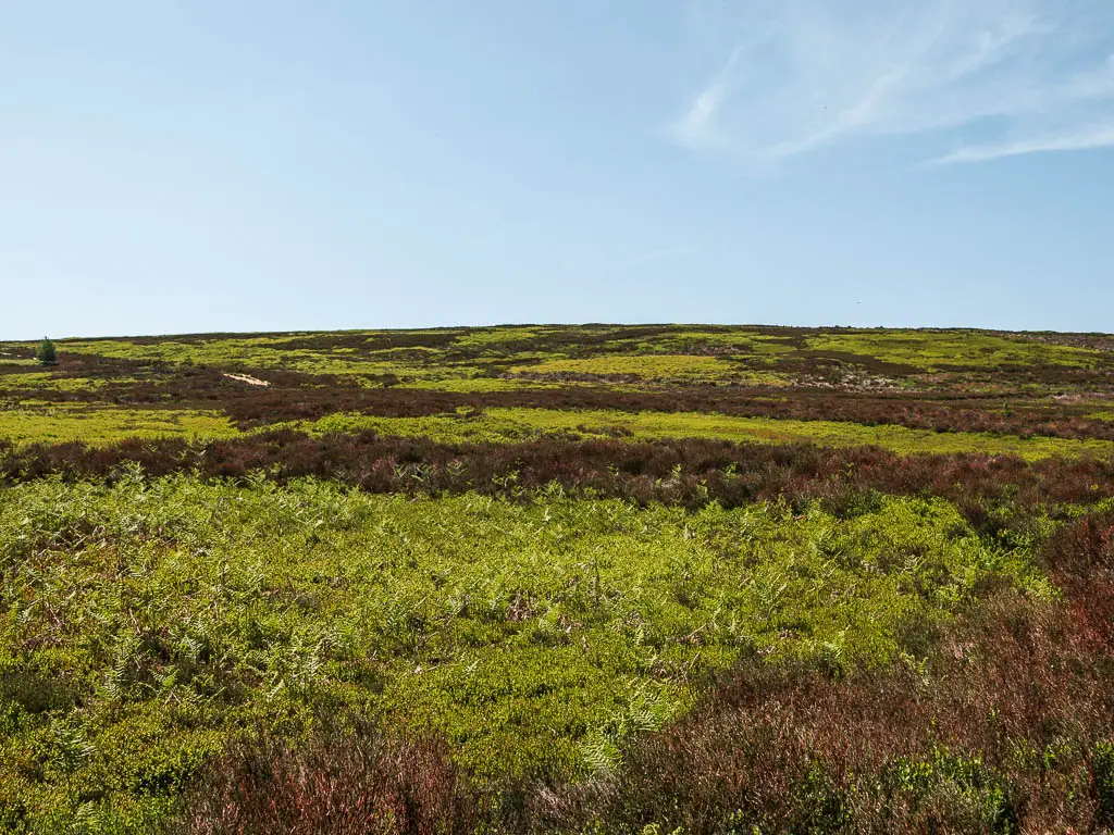 Looking across the brown and green covered moorland.