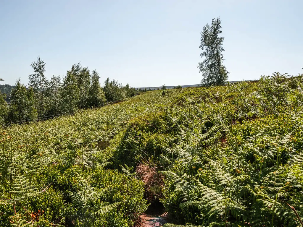 A barely visible trail through the green fern.