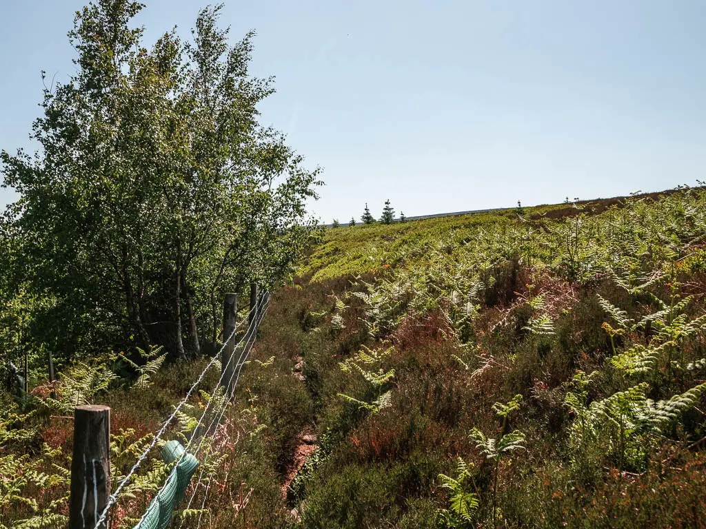 A barely visible trail on the edge of the moorland with green fern. There is a wire fence on the left.