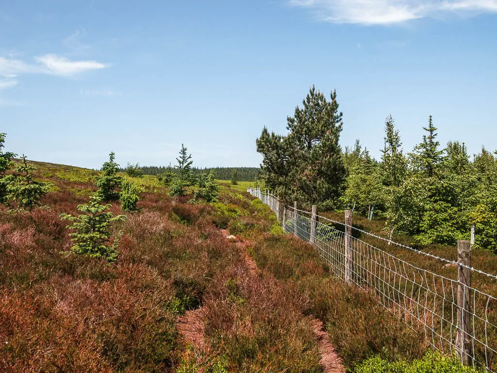 Brown heather moor, with a few small trees poking up, and a wire fence on the right.