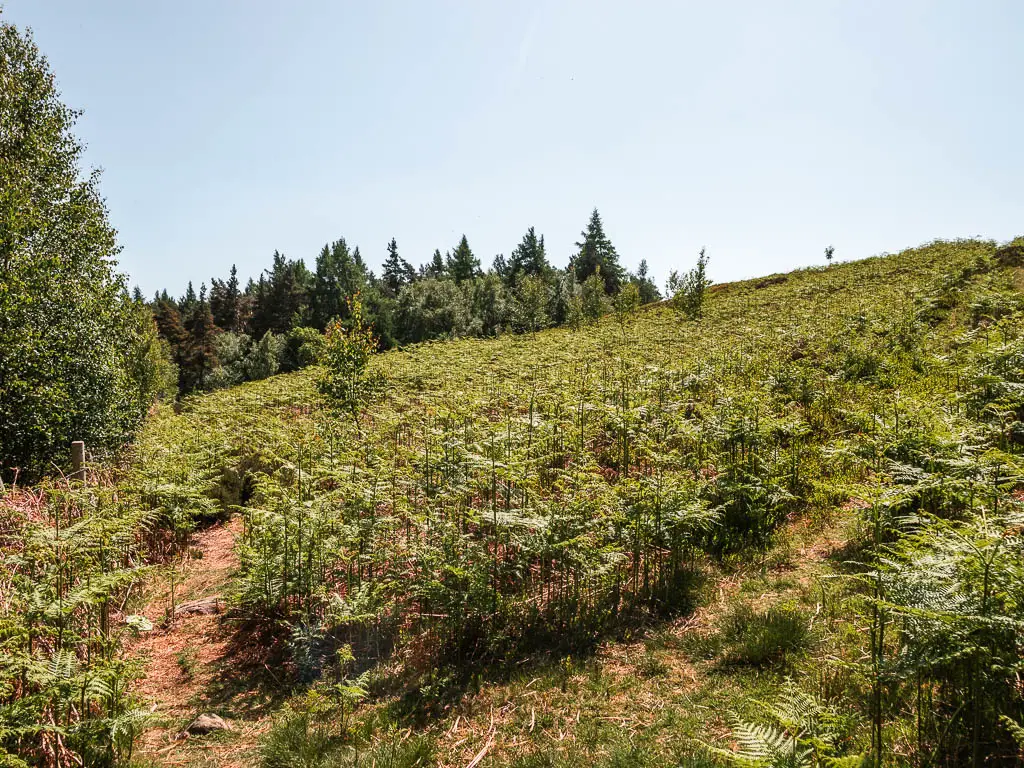 A trail split, surrounded by masses of green fern.