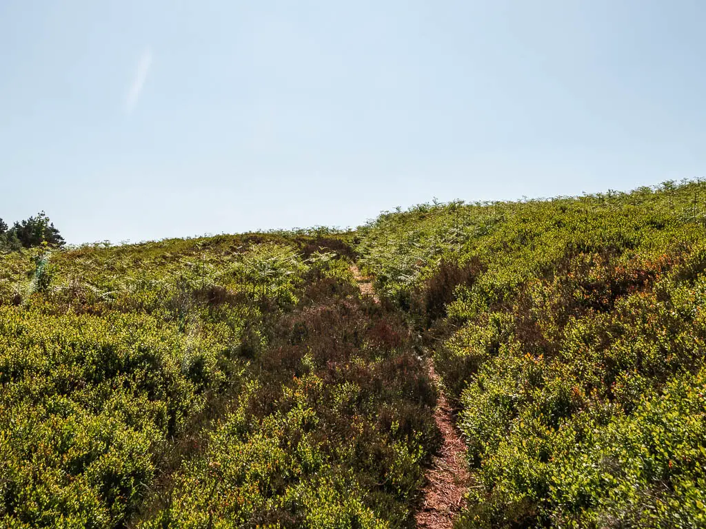 A barely visible trail leading uphill through the moor.