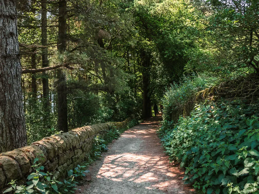 A path leading down the hill, with a stone wall on the left, and green bushes on the right. There are woodland trees on the other side of the wall.