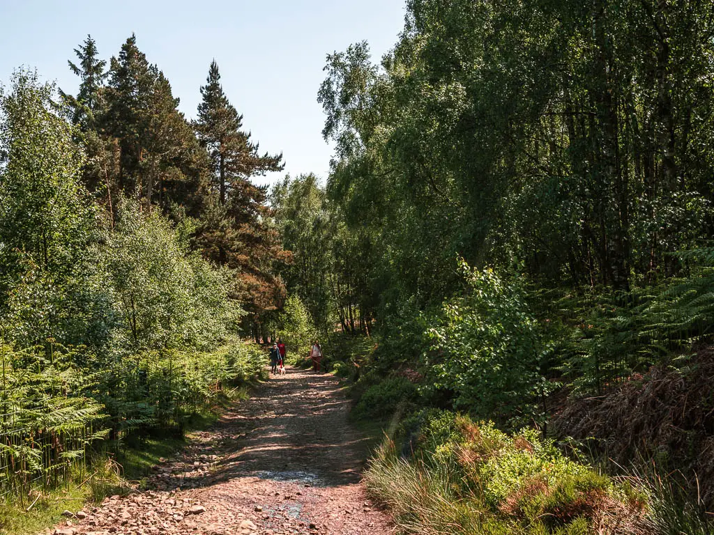 A rocky path surrounded by masses of woodland trees, on the walk back towards the Langsett Reservoir.