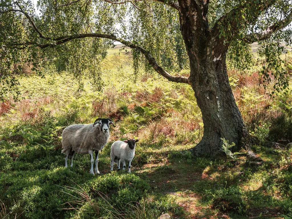 Two sheep standing on the green grass under a tree, partway through the circular walk around the Langsett Reservoir.