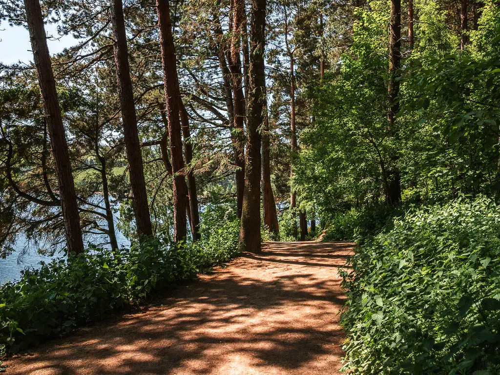 A wide woodland path, surround by trees and green leafy bushes, at the start of the walk around the Langsett Reservoir.