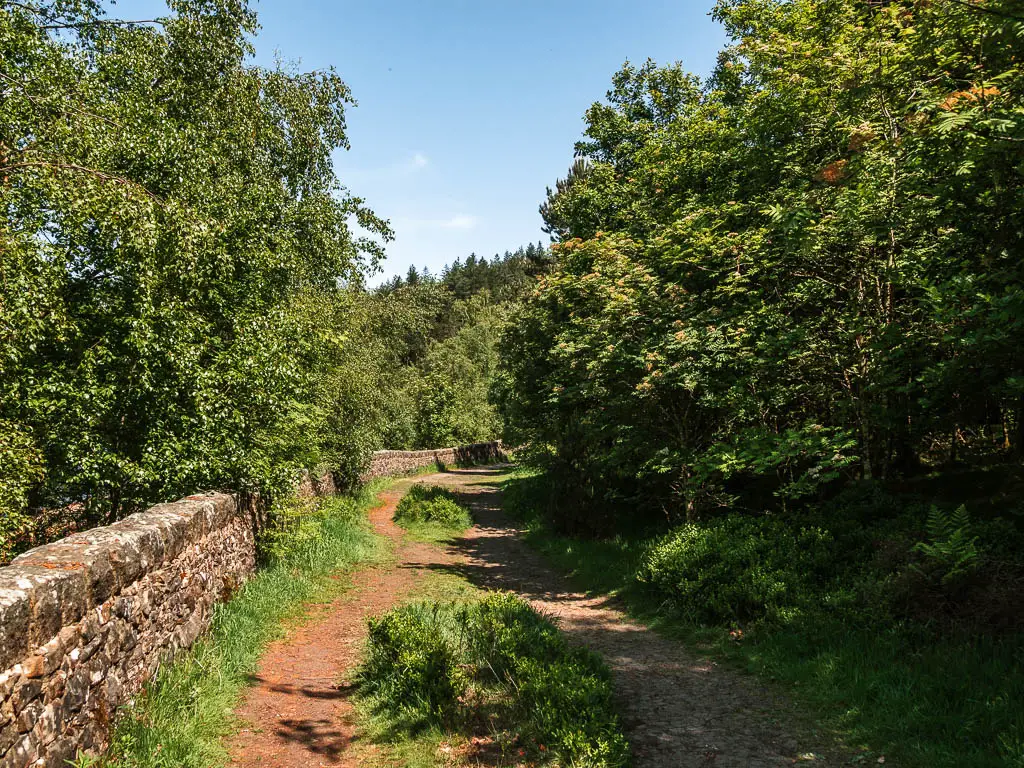 A trail with tufts of grass, with woodland trees to the right and stone wall to the left.