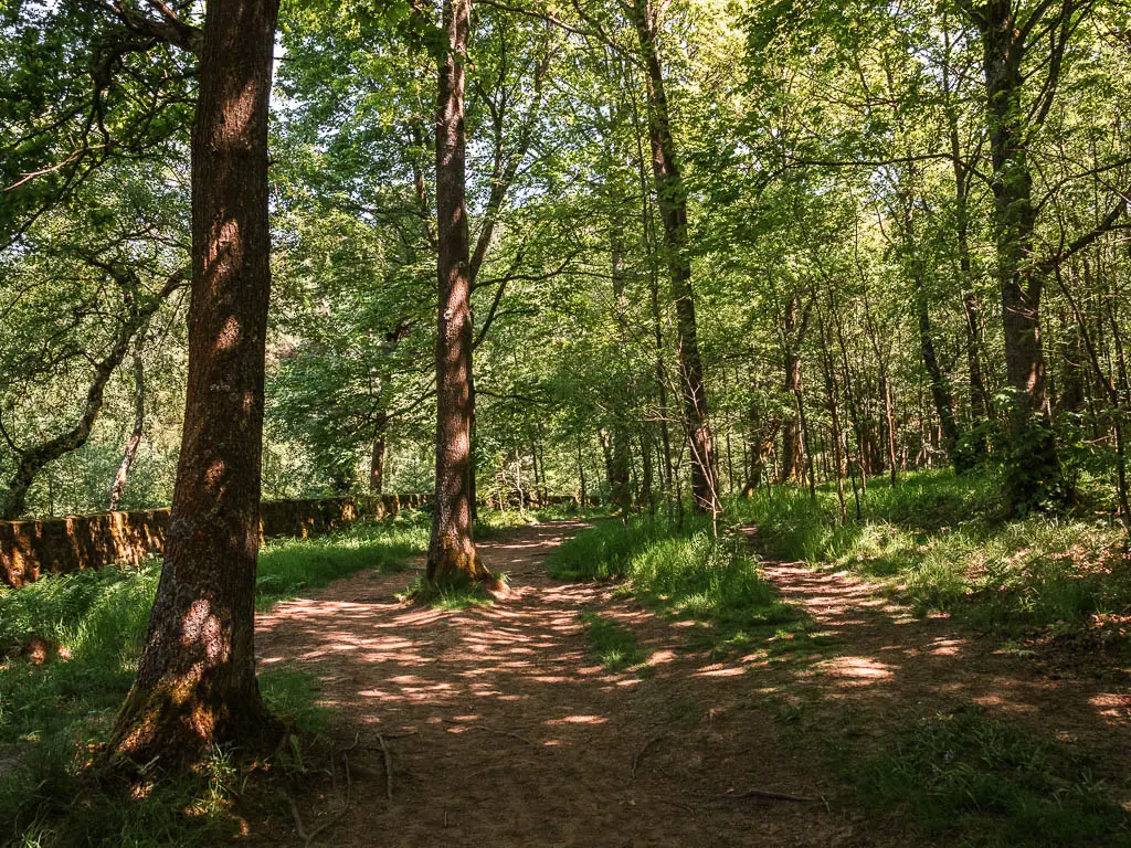 Walking under the woodland trees, with tufts of grass in the dirt ground.