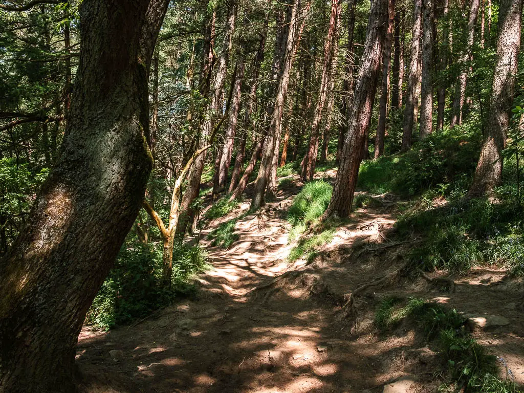 A rugged trail with tree roots, surrounded by masses of leaning tree trunks. It's dark with rays of light shining through.