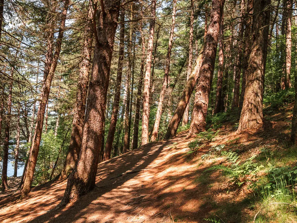 A slanted woodland trail, with lots of tall trees.