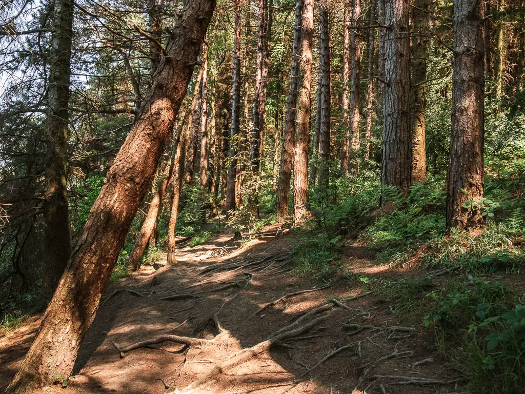 A woodland trail with tree root, surround by lots of trees.