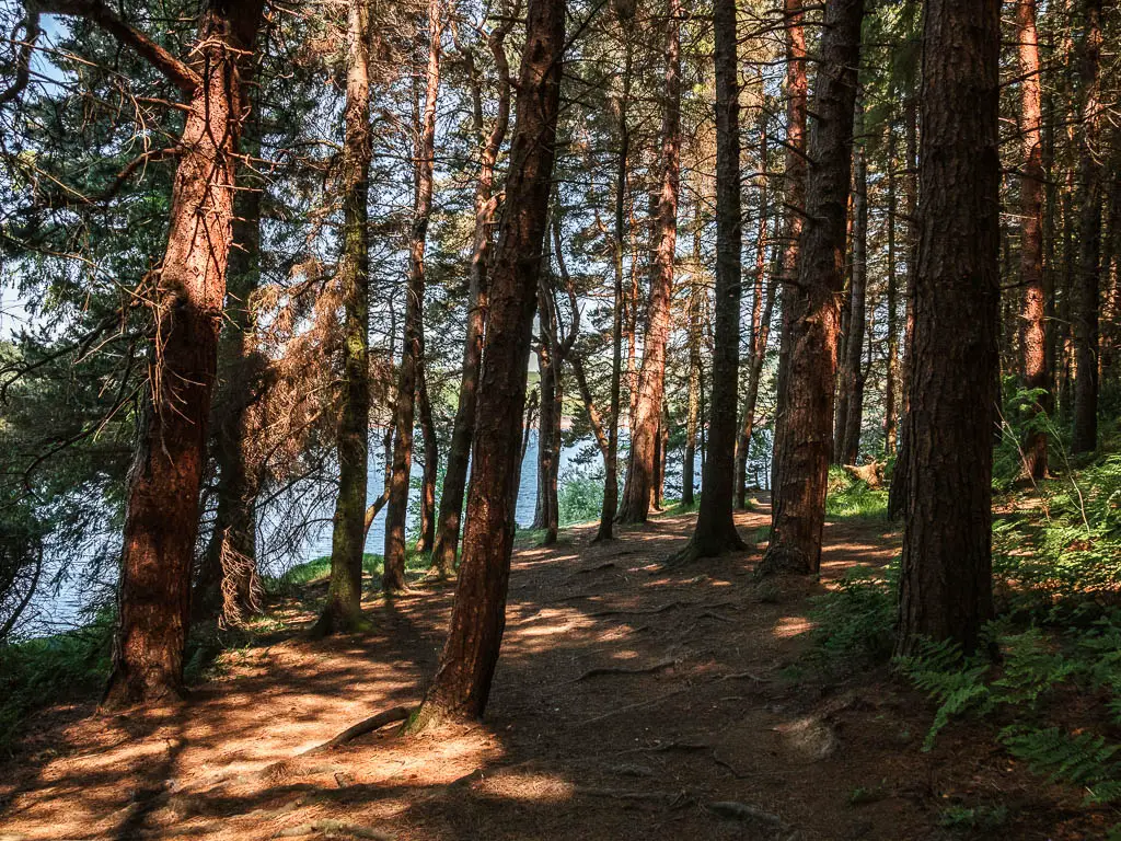 A rugged trail with tree roots, through the woodland, and the blue water of Langsett Reservoir visible through the tree trunks ahead, near the end of the circular walk.