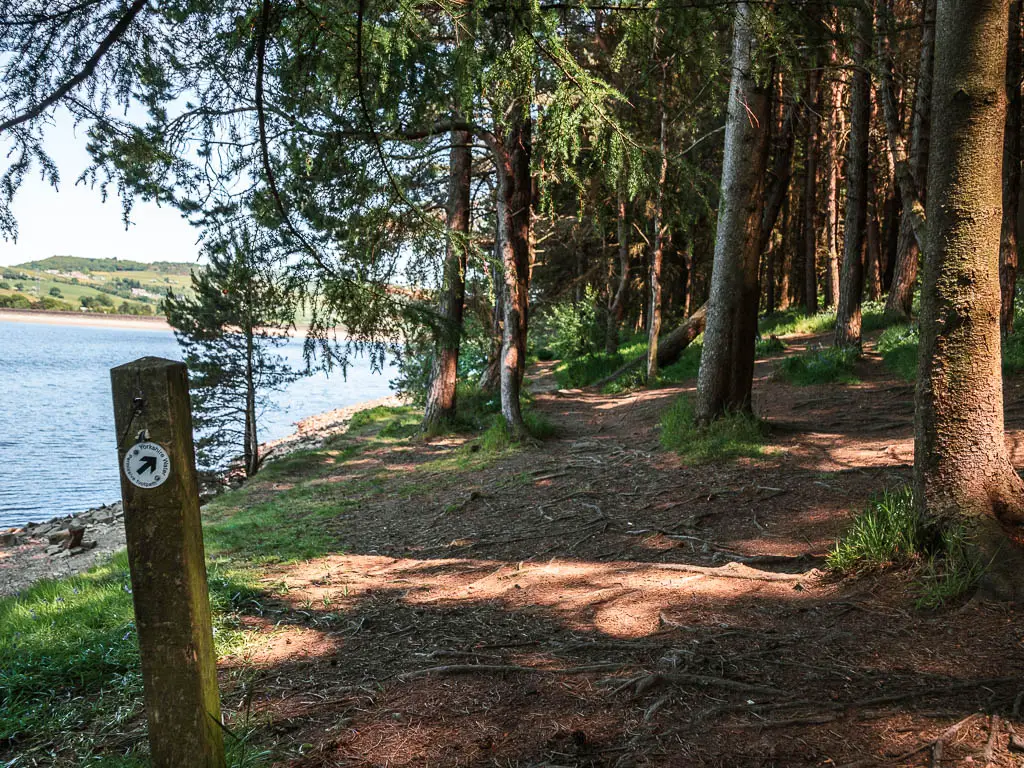 A wooden stump trail signpost with and arrow pointing ahead to the right. The dirt ground has lots of tree roots, and the reservoir is over to the left.