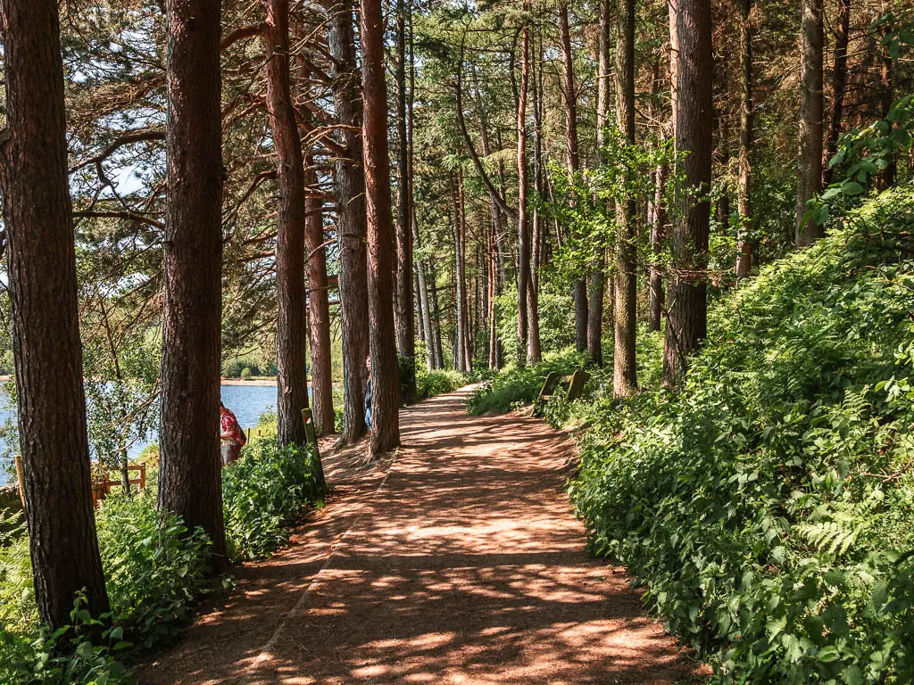 A well maintained neat woodland path, lined with trees, and then green leafy bushes to the right.