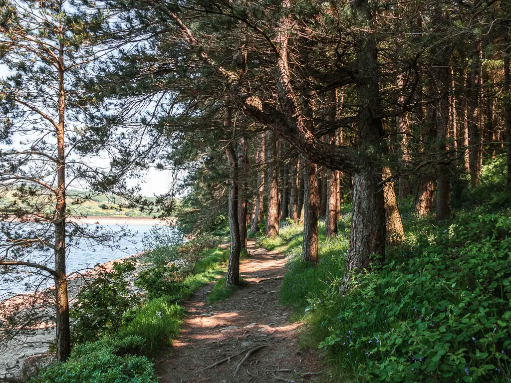 A woodland trail, lined with green leaves and grass, with the woodland trees to the right and the reservoir to the left.