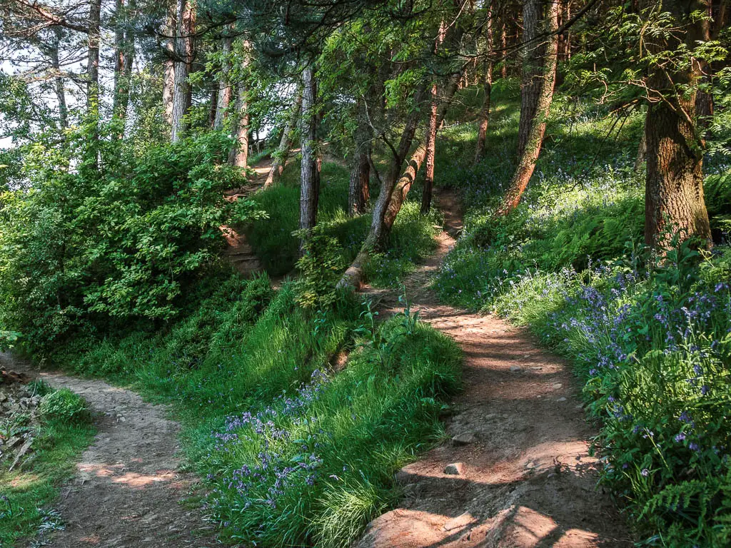 A trail split, lined with grass, bluebells, and trees.