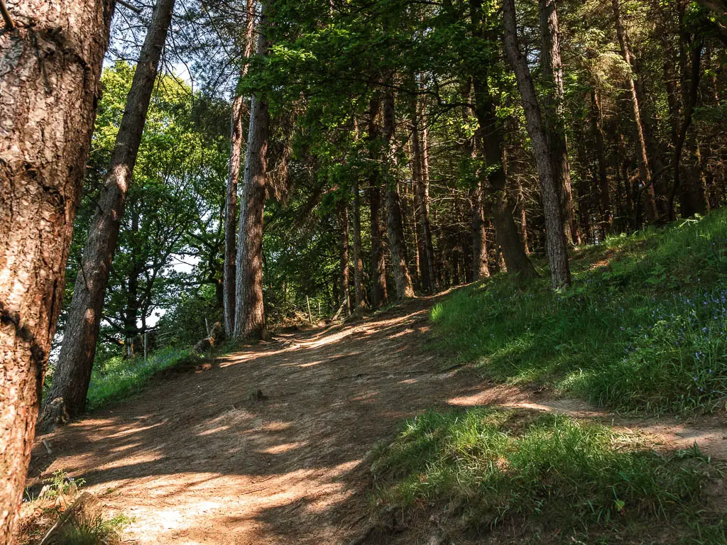 An uphill path under the woodland trees.