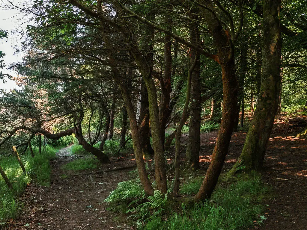 A dirt trail leading through the woodland.