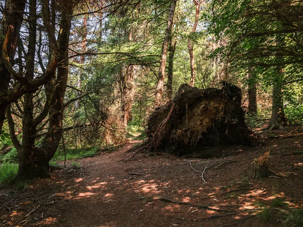 The bottom of an uprooted tree, in the woodland.