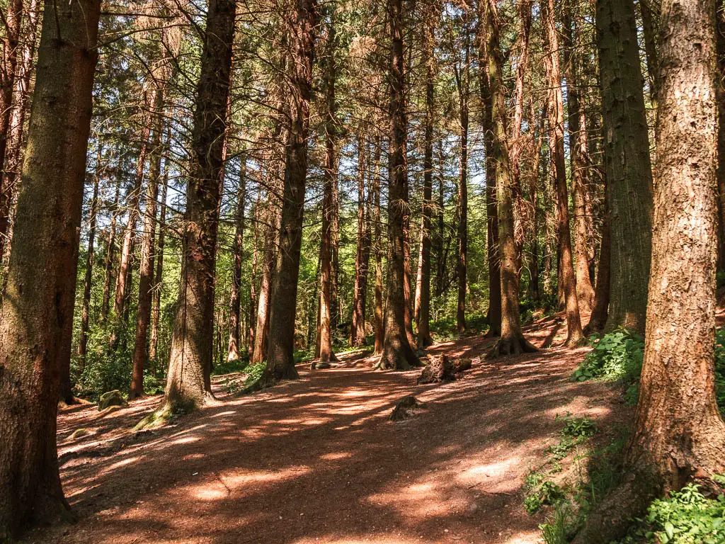 Looking through a mass of woodland trees.