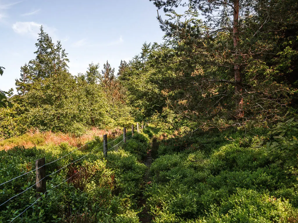 A barely visible trail through the greenery, with a mass of green leafy trees ahead.