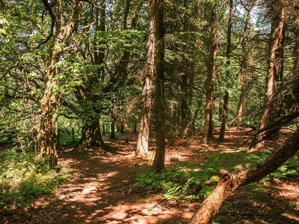 Walking through the woods, with rays of light shining through.