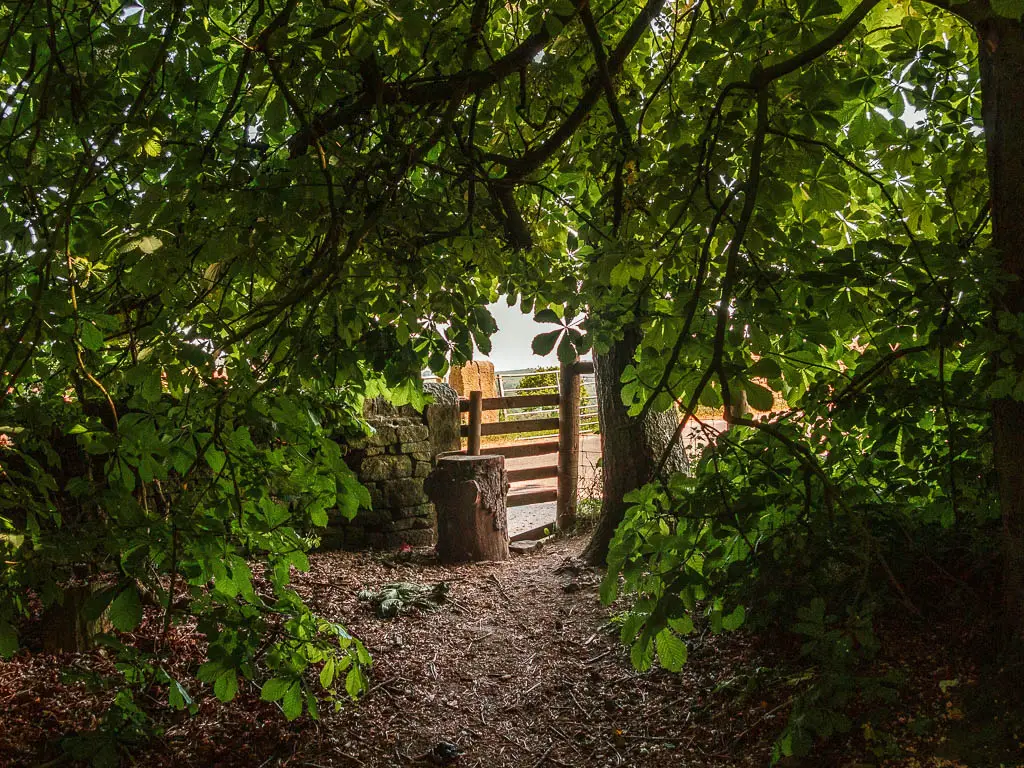 A small wooden fence in the stone wall, visible ahead, under the hanging tree branches and leaves.