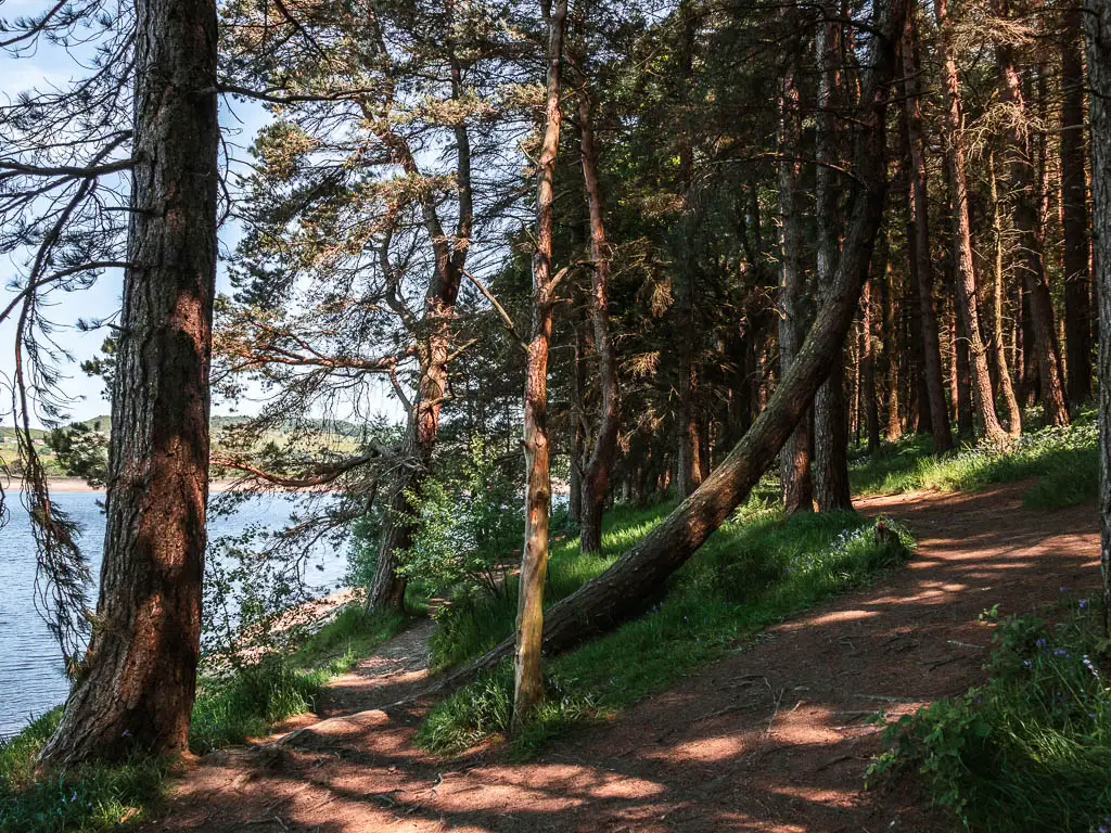 A trail split in the woodland, on the edge of the reservoir. 