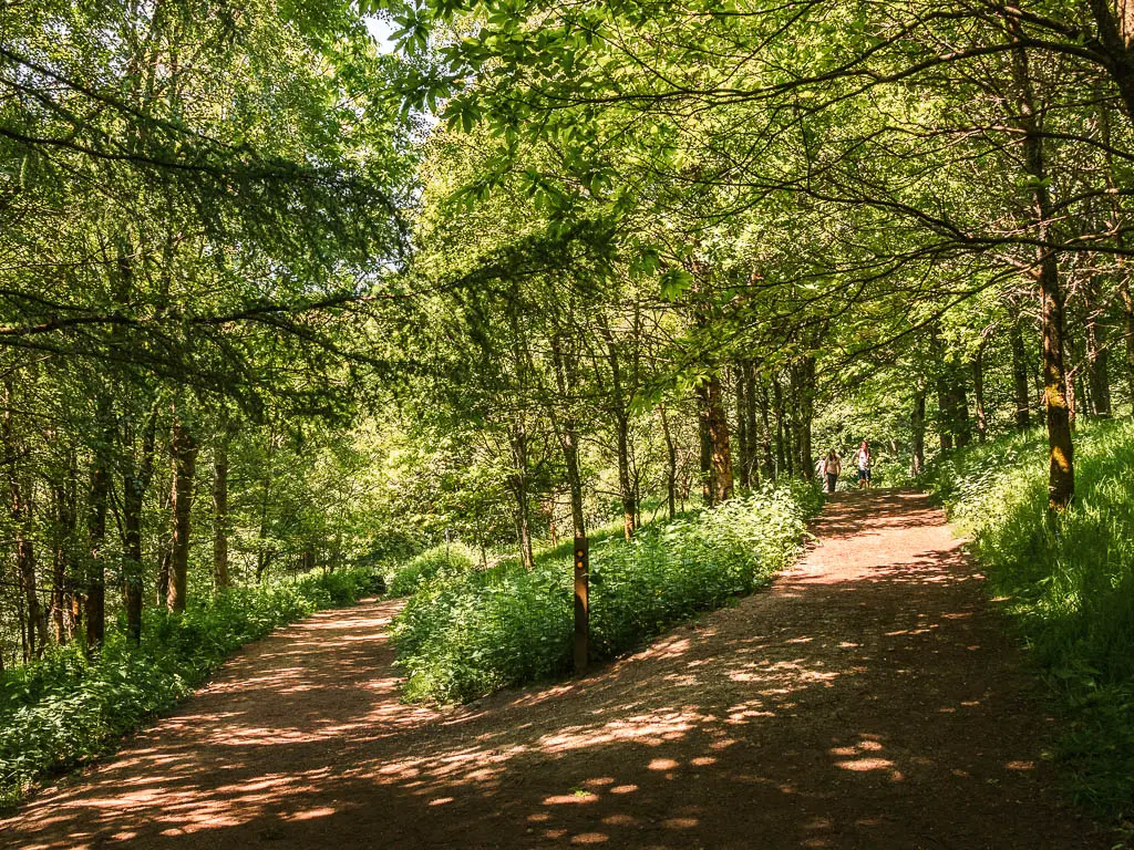 A trail split, surround by lots of greenery.