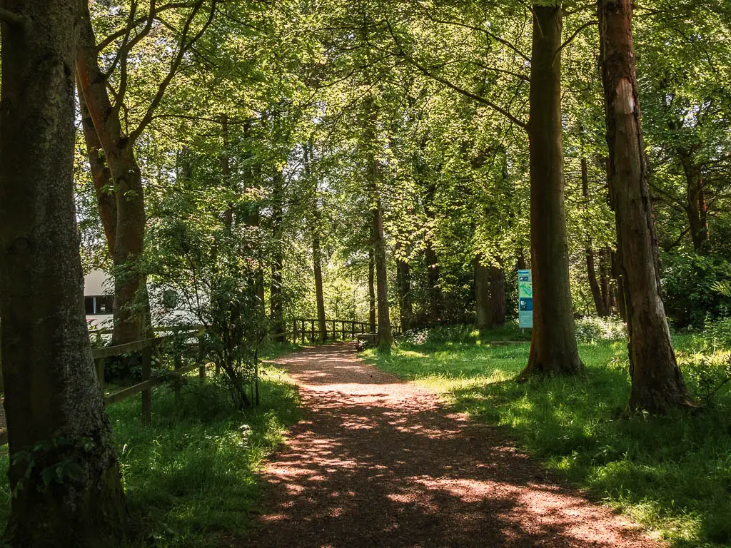 A woodland path surrounded by green grass and tall tree trunks.