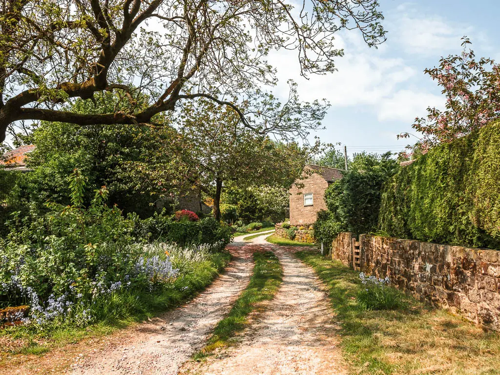 A driveway type path, leading to a cottage, on the walk from Pateley Bridge. There is a stone wall and hedge on the right, and flowers and bushes on the left.