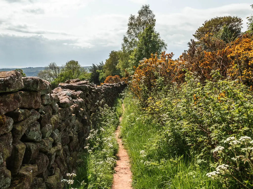 A very thin trail lined with a tall stone wall on the left and bushes to the right, on the walk back to Pateley Bridge.