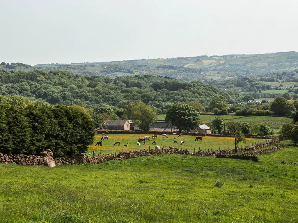 Looking down across the grass fields, to a field in the distance with cows and lamas, on the circular walk back to Pateley Bridge.