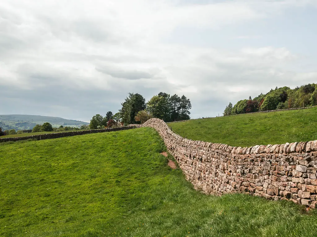 A curving stone wall along the undulating grass field, when walking back to Pateley Bridge.