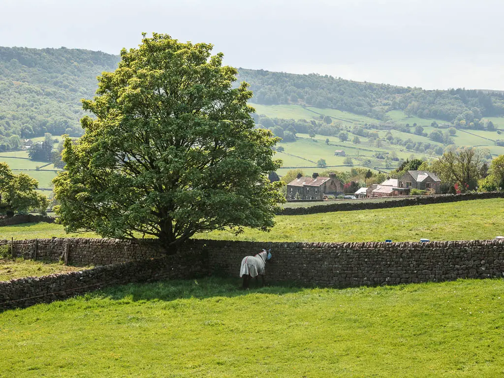 A large field with a stone wall across it ahead. There is a horse standing facing the wall.