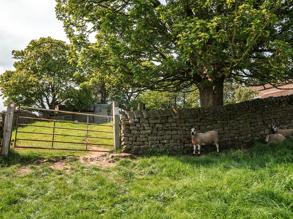 A metal gate in thew stone wall. there are sheep standing in front of the wall, on the grass. 