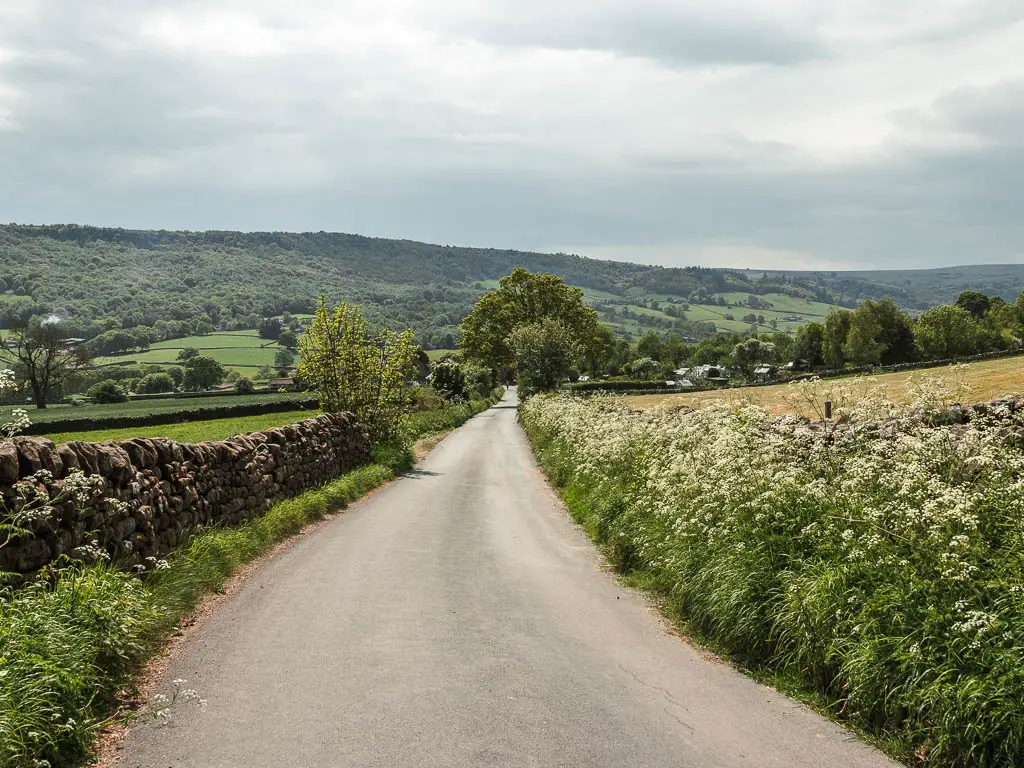 Looking down along the long road, lined with bushes with white flowers on the right, and a stone wall on the left.