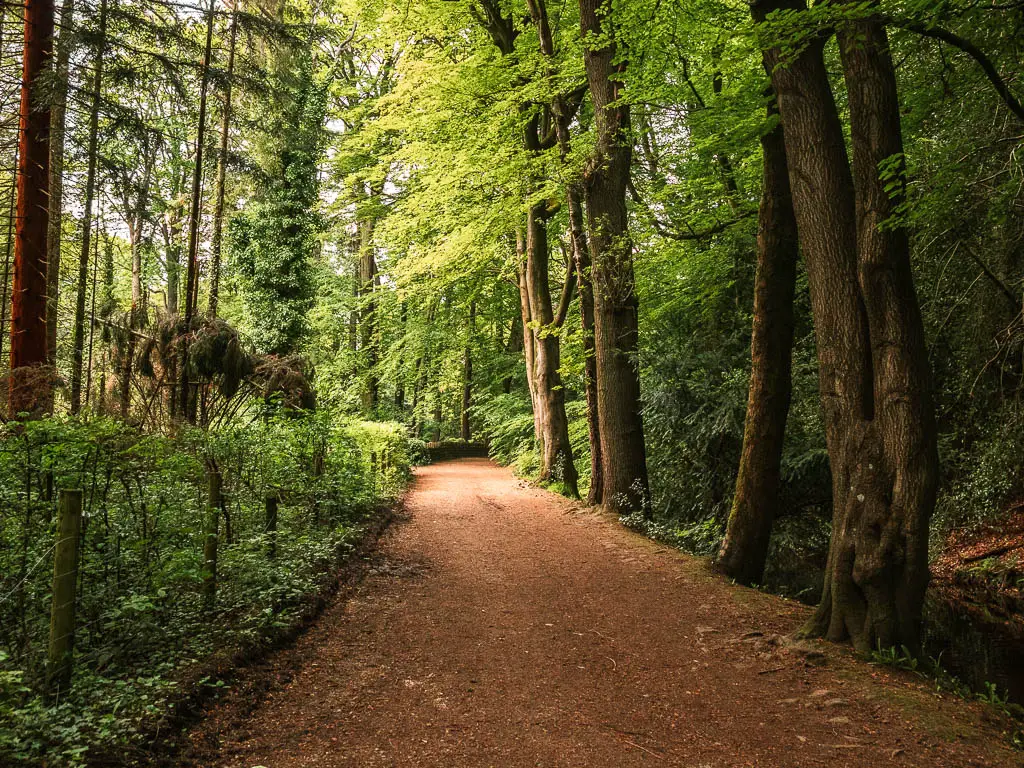 a wide path lined with big trees on the right, and bushes on the left, on the walk back into Pateley Bridge.