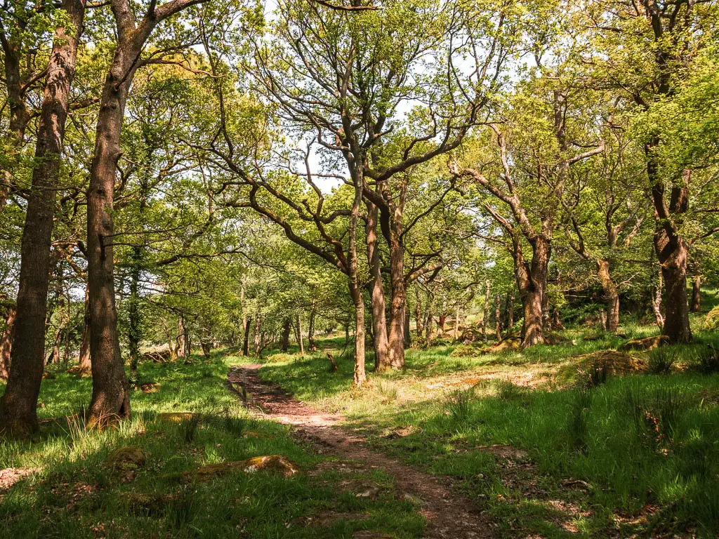 A dirt trail leading through thew woods.