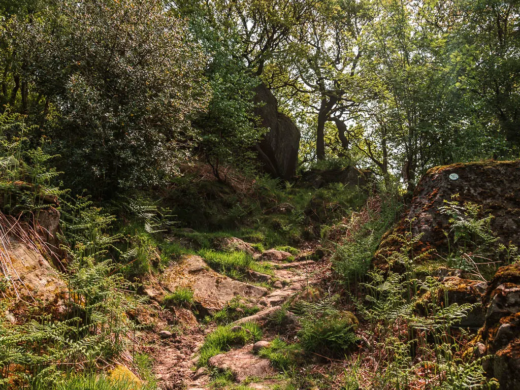 A rocky path leading up through the bushes.