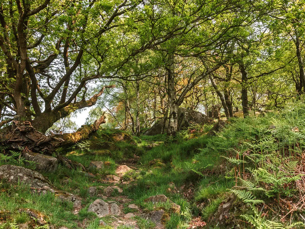 A rocky path leading uphill, surrounded by green leaved plants and think trunked straggly trees. there are tufts of grass between the rocks.