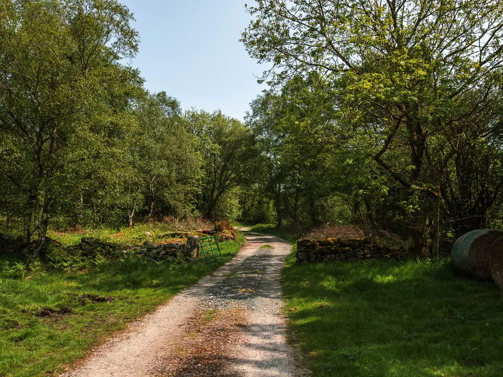 A gravel driveway, lined with grass, and masses of trees ahead.