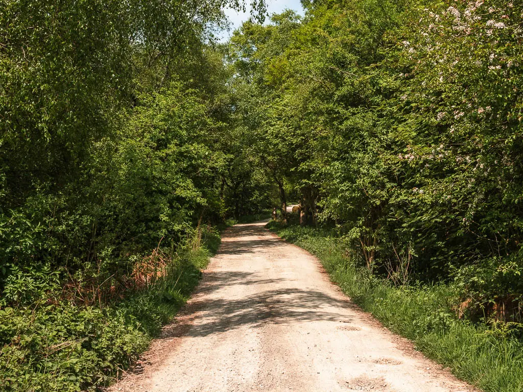 A wide path lined with green leaved bushes and trees.