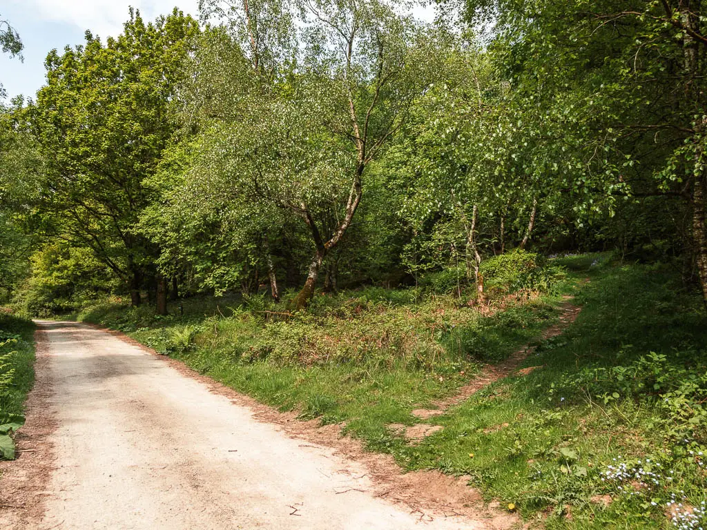 The main path leading to the left, with a small trail leading off it to the right. the main path is lined with green leaved bushes and trees.